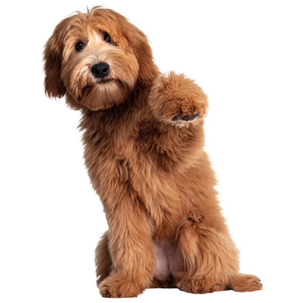 Untitled design (11)